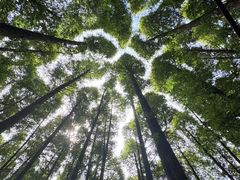 -山王坪喀斯特国家生态公园