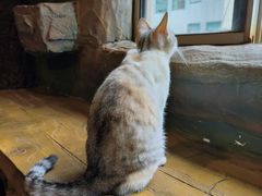 -猫猫幼稚园·撸猫·桌游·电玩