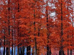 -白鹭湾湿地公园