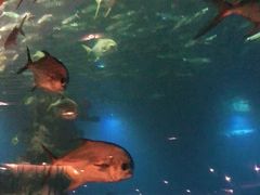 -海棠湾洲际-涛·海底餐厅·美人鱼·自助餐·海底隧道
