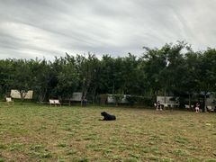 -爪吧宠物乐园 (温榆河示范区店)