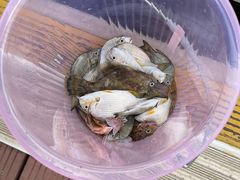 -鑫艋游艇海钓俱乐部