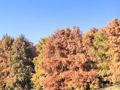 -上海海湾国家森林公园