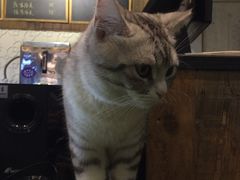 -吉丁鸟咖·异宠·寄养