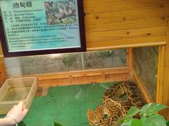 -上海大自然野生昆虫馆(东方明珠·爬宠昆虫探索中心)