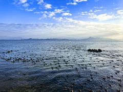 -深圳湾公园(南山区)