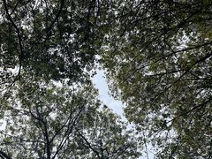 -八大山人梅湖景区
