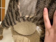 -创凡宠物医院·骨专科  猫科中心(西乡分院)