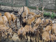 -黔灵山公园