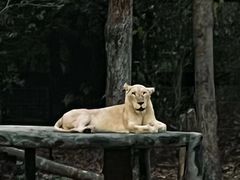 -清迈夜间动物园