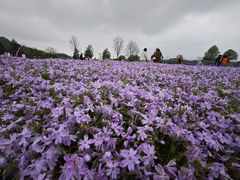 -上海辰山植物园