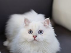 -lincat·猫舍(广州店)