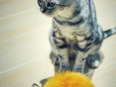 -momokira米努特·德文卷毛猫·棉花面纱犬