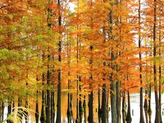 -白鹭湾湿地公园