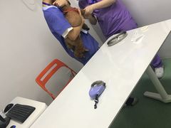 -伟伟宠物医院·CT影像中心·瑞派犬猫综合性门诊(汉口总院)