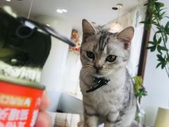 -共舞时光猫咖·狗咖(新街口店)