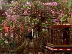 -呀路古热带植物园