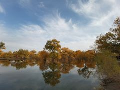 -金塔沙漠胡杨林景区