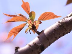 高东镇樱花园-高东镇樱花园