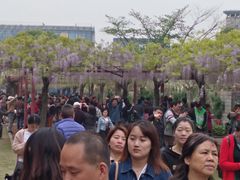 -嘉定紫藤园