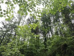 -峡谷浮石林景区