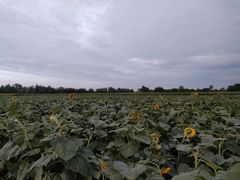 -汉长安城未央宫国家考古遗址公园