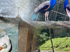 -栾川竹海野生动物园