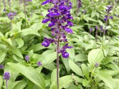 iphone_upload_pic-保利石象湖景区