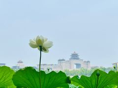 -莲花池公园