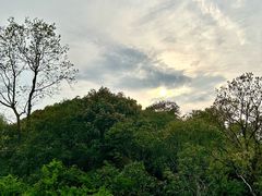 -上海共青森林公园