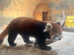 -深圳野生动物园