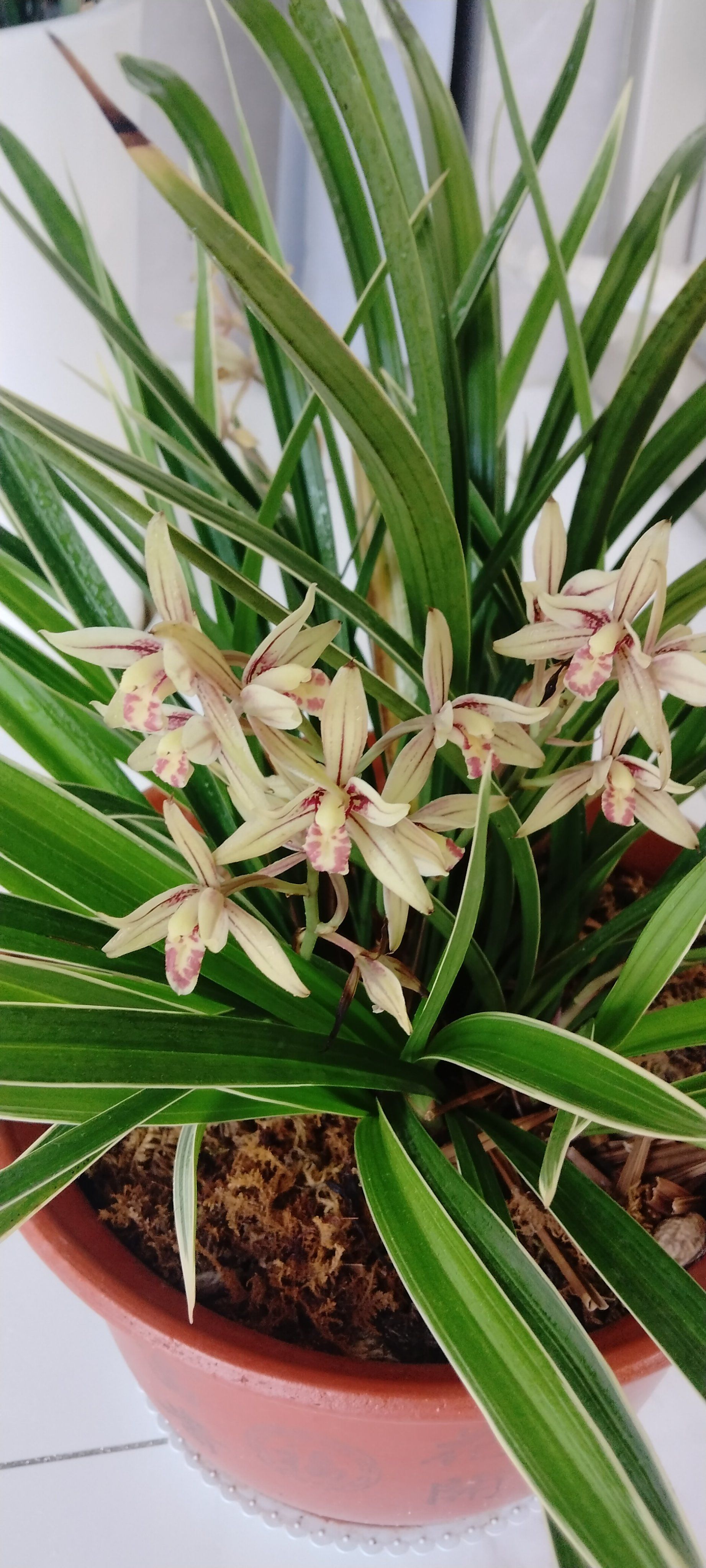 兰花盛开,心情美丽