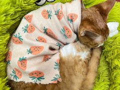-和它·交个朋友·狗咖猫咖(爱琴海店)