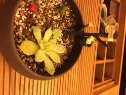 iphone_upload_pic-广州萨谛艾扬格瑜伽中心