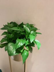 -薇兰专业脱毛连锁机构