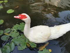 -三亚亚龙湾雅高美爵酒店