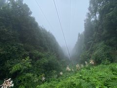 -武陵山森林公园