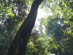 -西双版纳原始森林公园
