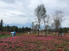 -北纬44度·金珠花海休闲农业旅游景区