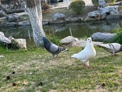 -玄武湖景区-情侣园游乐场