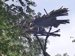 -野象谷景区