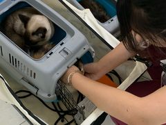 -美联众合动物医院·24h京西诊疗中心