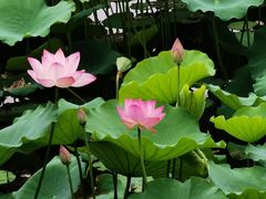 -荔湾湖公园