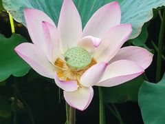 -荔湾湖公园