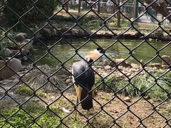 -石家庄市动物园