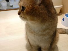 -momokira米努特·德文卷毛猫·棉花面纱犬