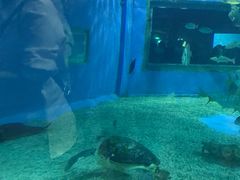 -北戴河圣蓝海洋公园