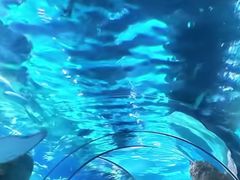 -大连圣亚海洋世界