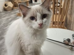 -楼上猫咖(罗湖店)