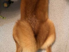 -喜柴咖啡·柴犬狗咖